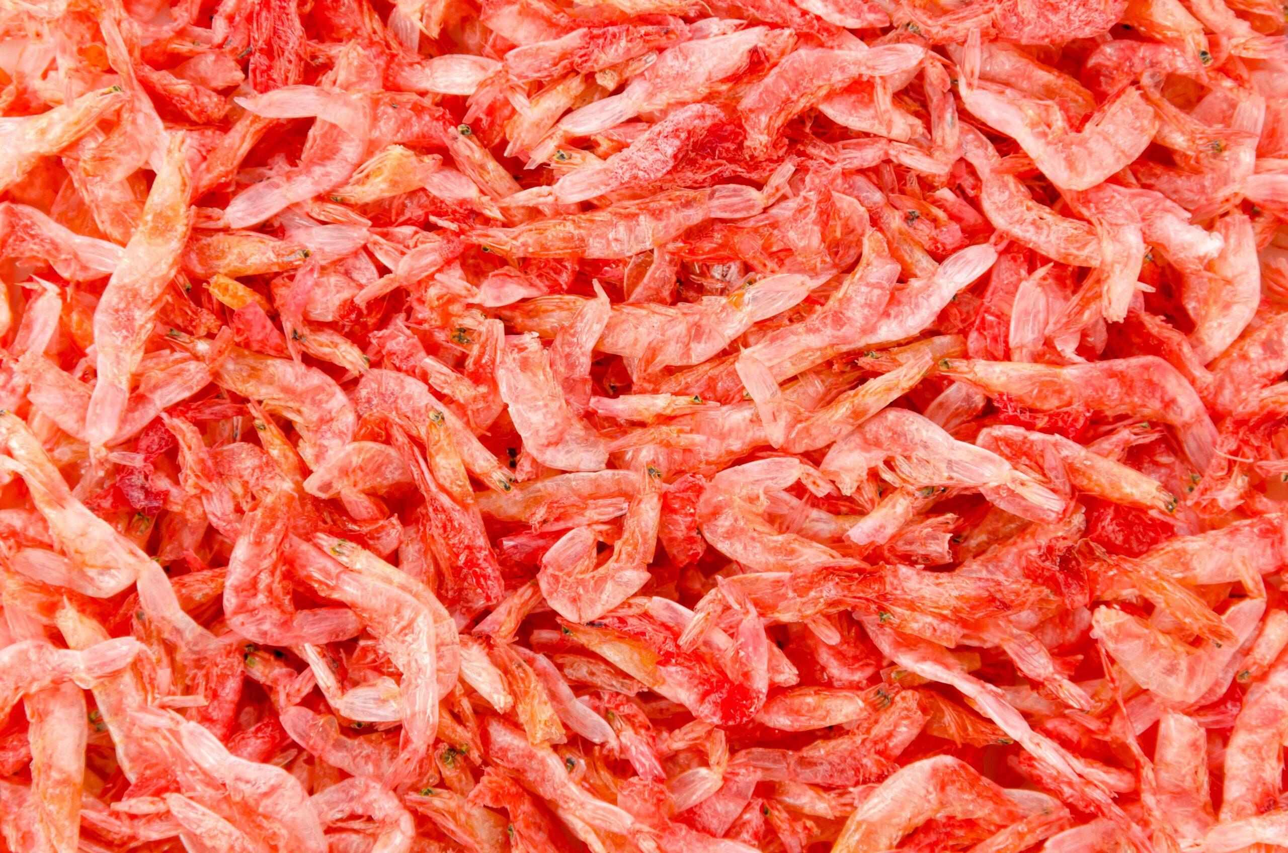 Krill Ein Krebs mit großer Heilkraft Genuss News