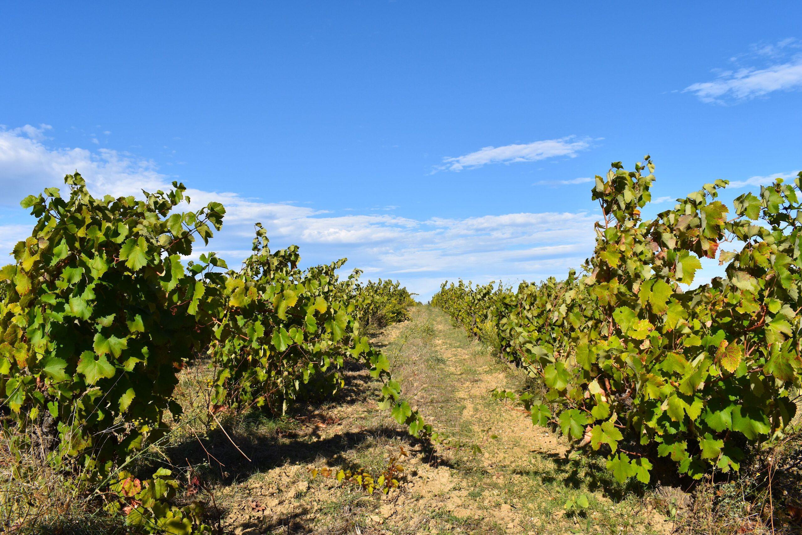 Roussillon: Wein