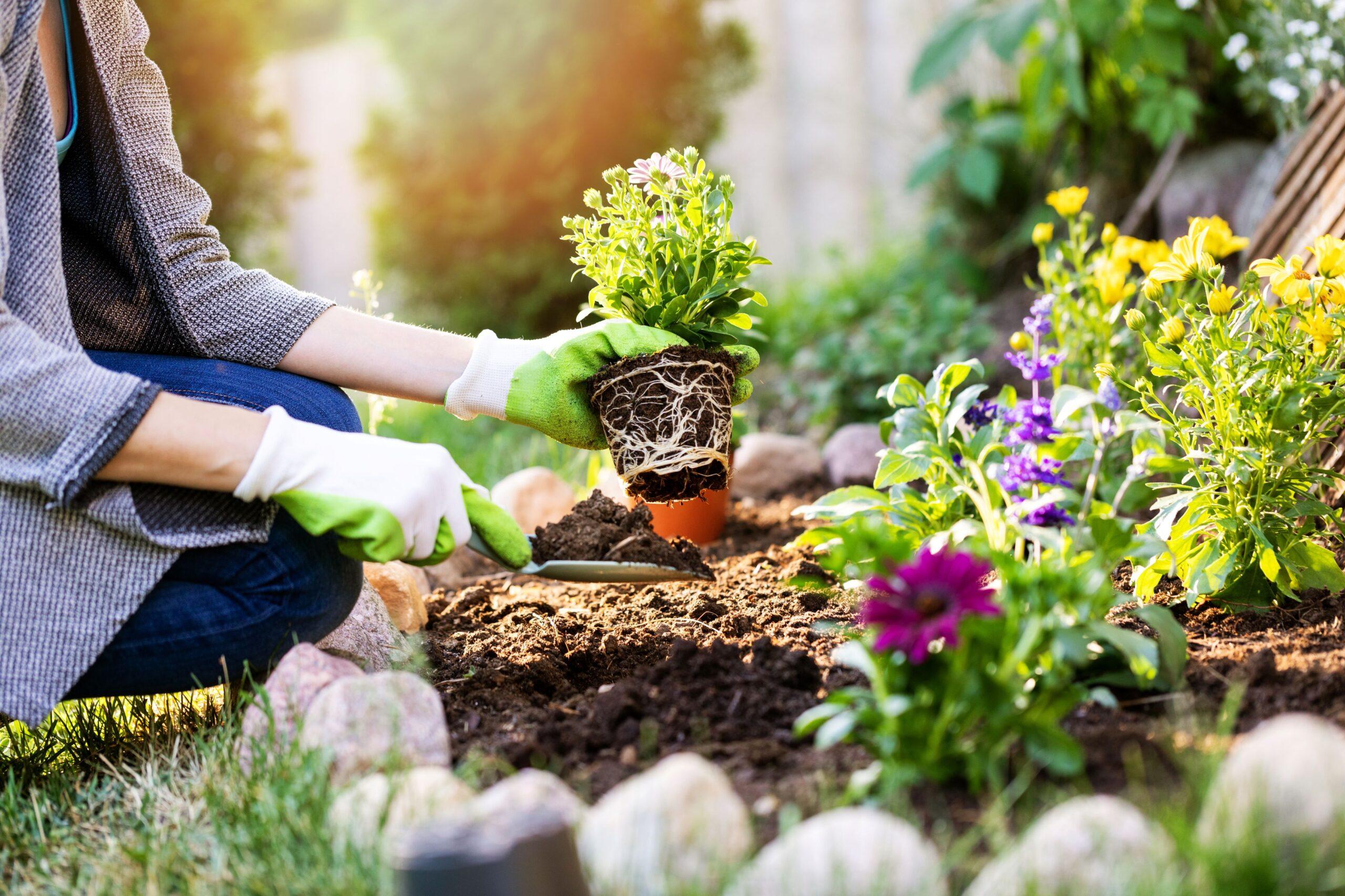 Eine Person pflanzt Blumen in ein Beet ein 