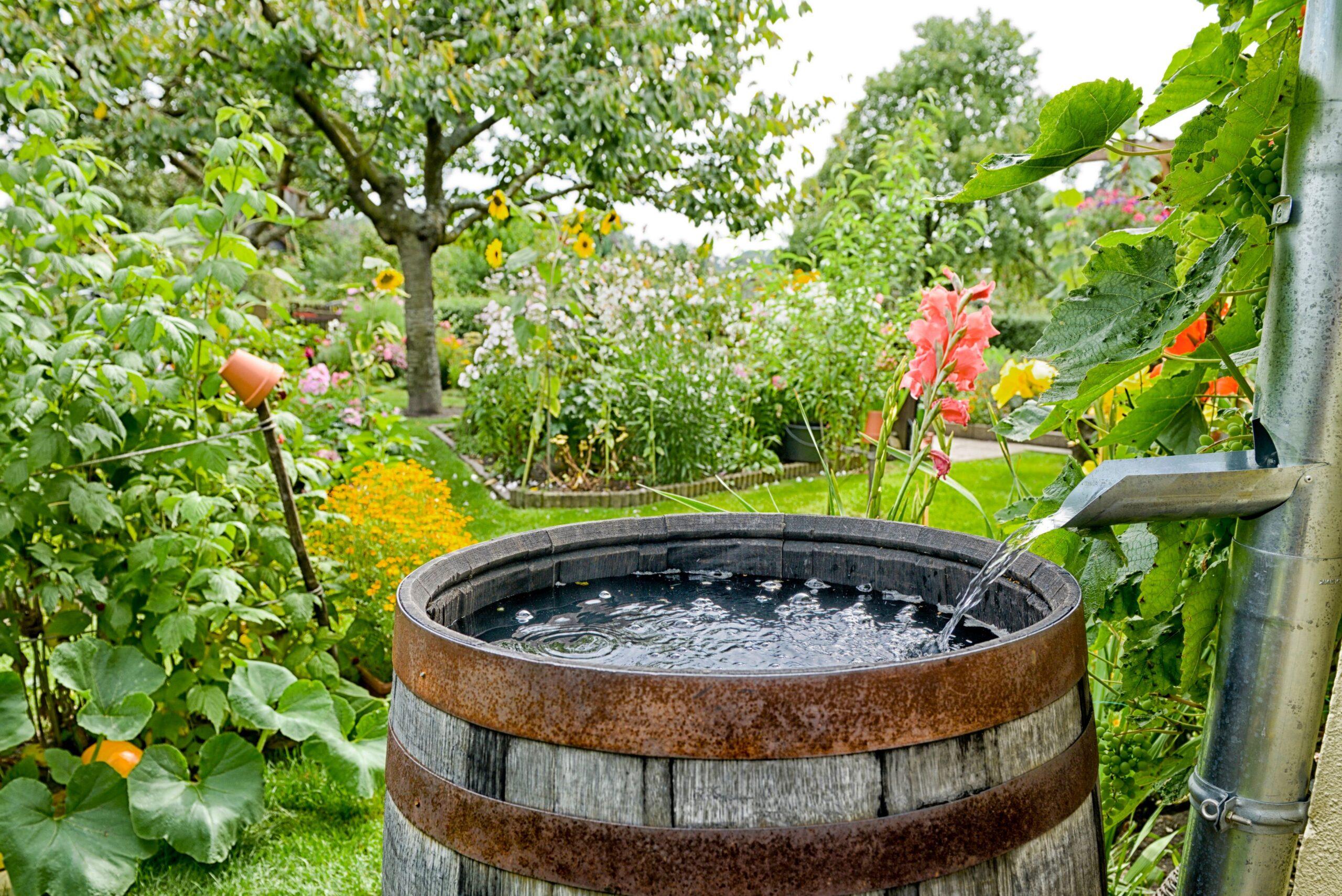 Ein Wassergefäß steht in einem Garten wo von der Regenrinne Regenwasser Reintropft 