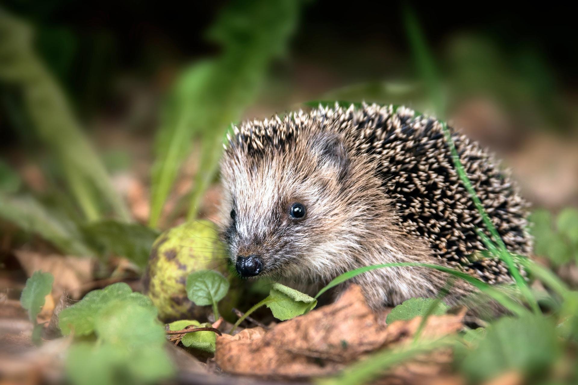 Igel im Garten zwischen Blättern | Meisenknödel

