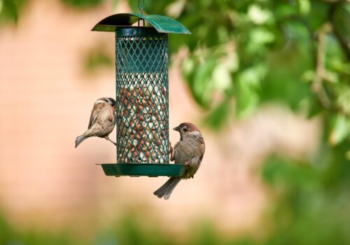 So werden Balkon und Garten zur Tieroase
