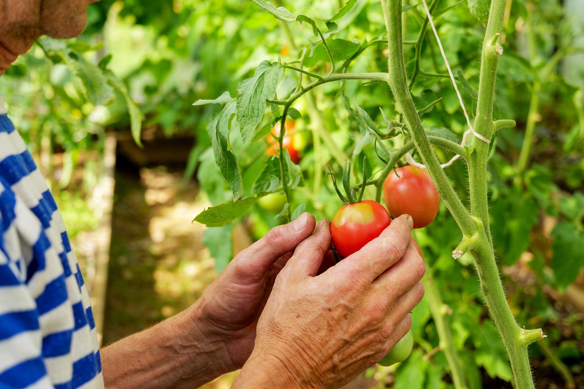 Reife Tomaten frisch geerntet | Hochbeete

