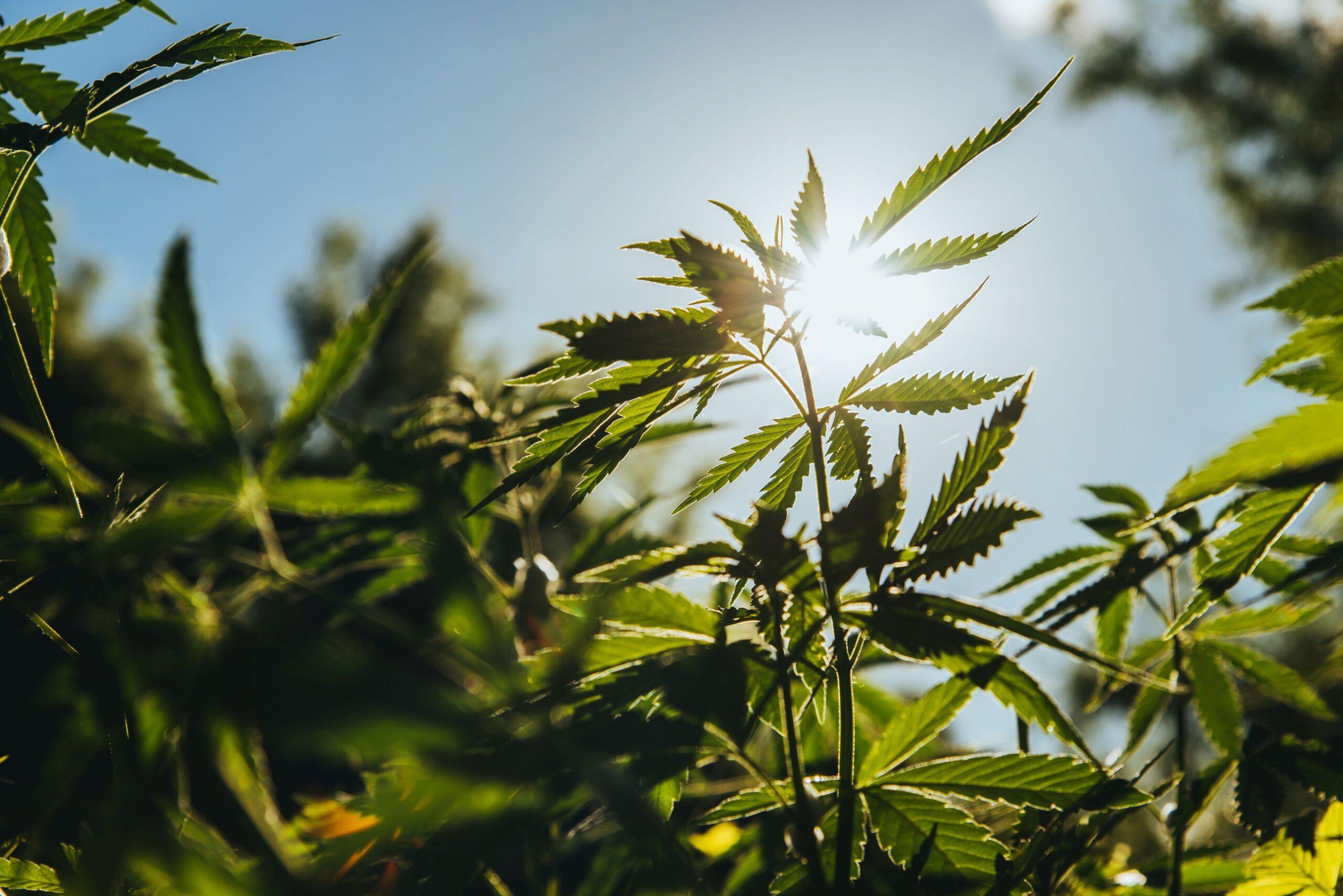 Autoflower Samen_Sonnenlicht