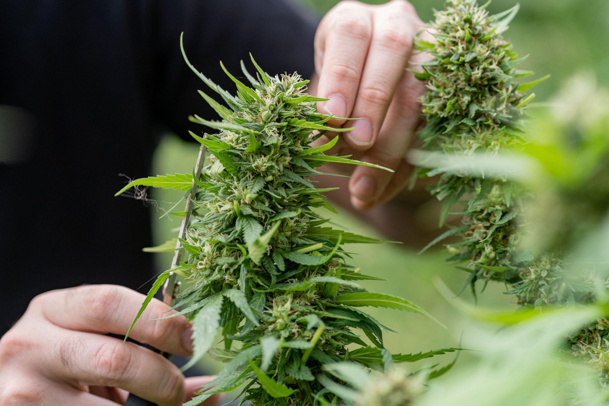 Autoflower Samen_einfach_anbauen